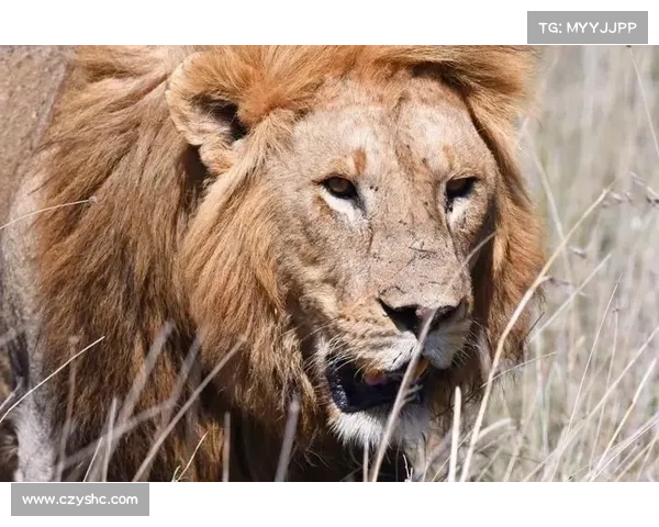 佩德里非洲 Safari 玩心跳:与狮共舞求生欲爆棚 佩德里非洲 Safari 玩心跳:与狮共舞求生欲爆棚